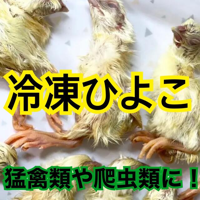 雛は好き？