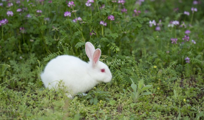 うさぎのキャラクター