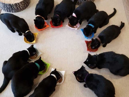 猫は好き？