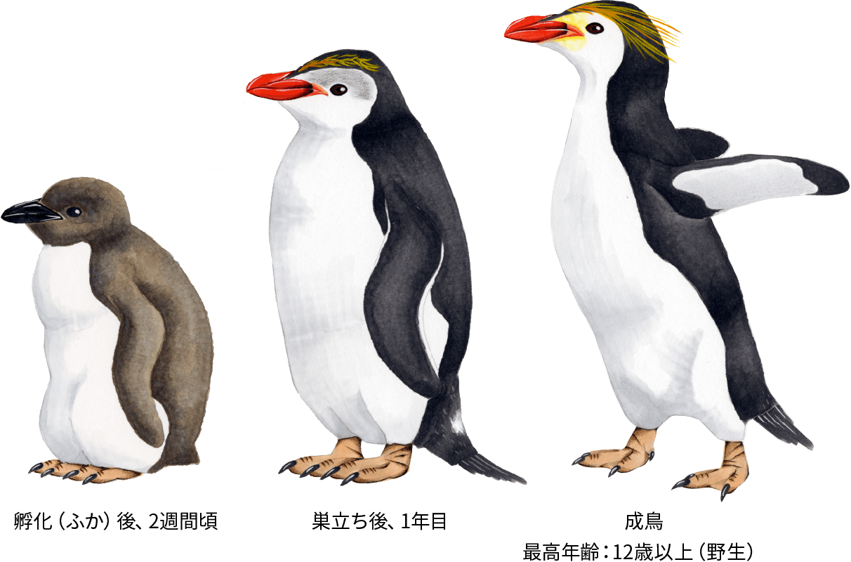 ペンギンは好き？