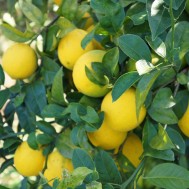 レモンは好き？