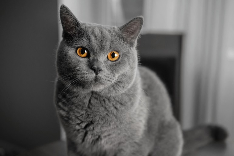 猫は好き？